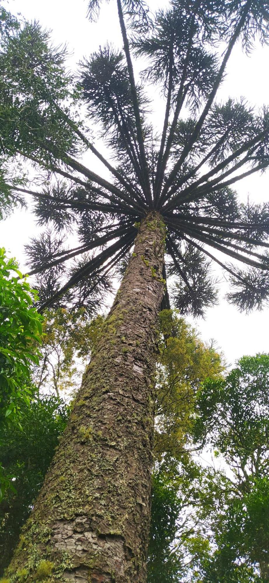 Chacara Rancho Paraiso Piraquara 外观 照片